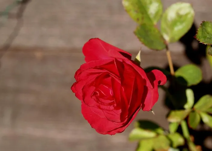 Alpine Rose * Chamonix