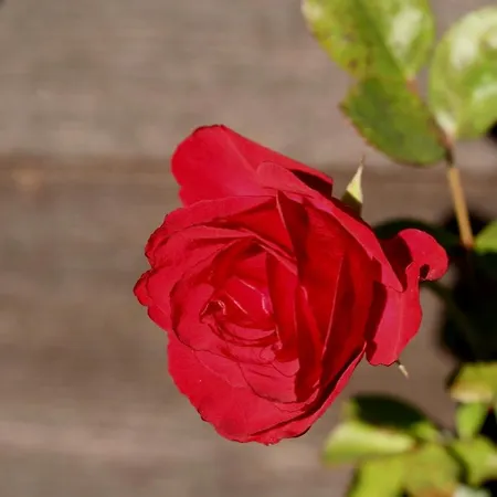 Alpine Rose * Chamonix