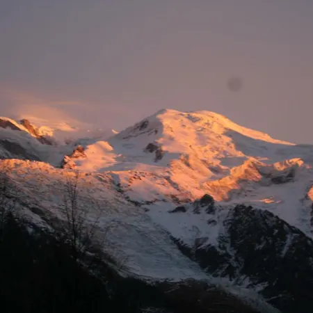 Alpine Rose * Chamonix