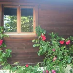 Alpine Rose * Chamonix Mont Blanc