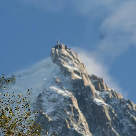 Alpine Rose *